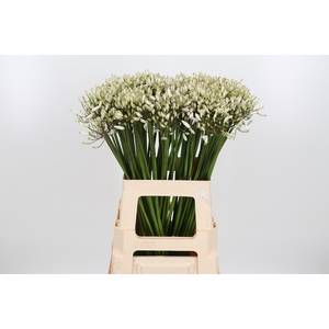 Agapanthus Overig