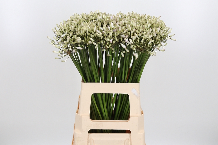 <h4>Agapanthus Overig</h4>