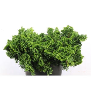 Chamaecyparis Obtusa Nana 2kg
