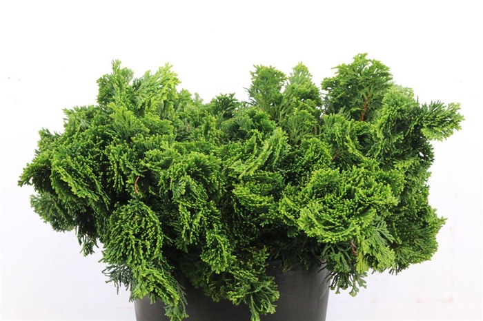 <h4>Chamaecyparis Obtusa Nana 2kg</h4>