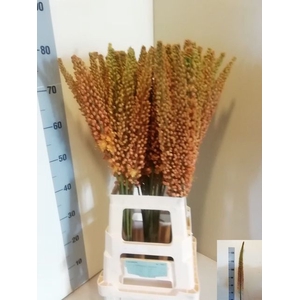 EREMURUS SH COR BEAU