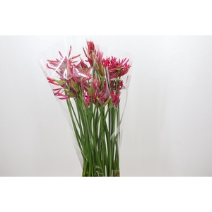 Nerine Pearl of Cherry