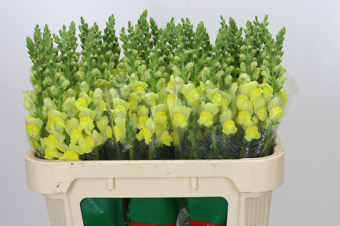 <h4>Antirrhinum Monaco Yellow</h4>