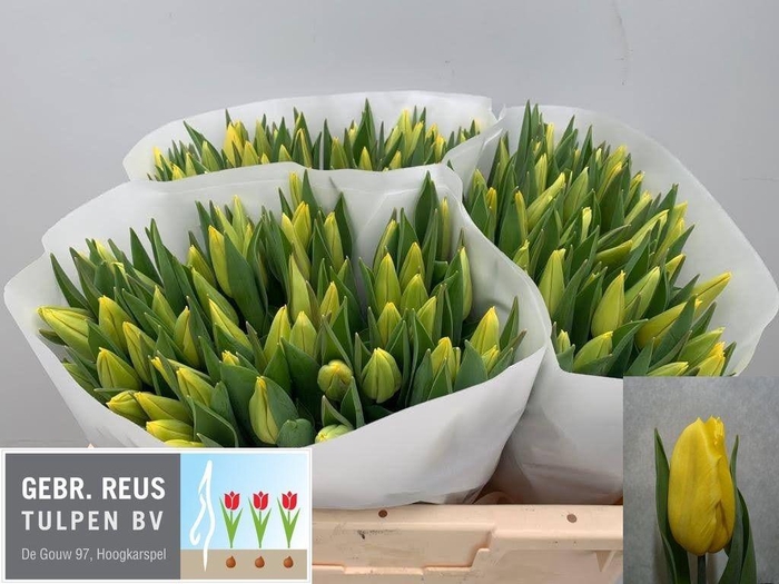 <h4>TU EN STRONG GOLD</h4>