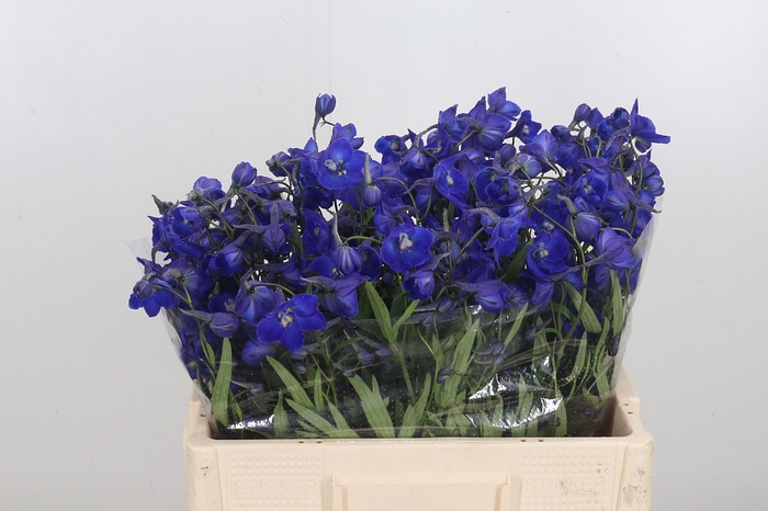 Delphinium Be Atlantis