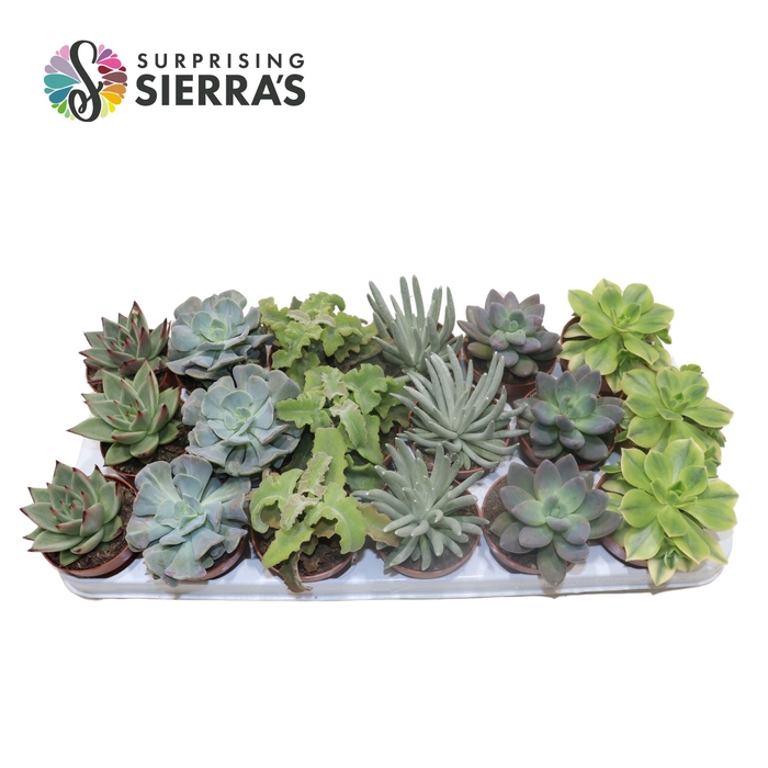 <h4>Sierra's® - Malaga Echeveria Mix (Prime)</h4>