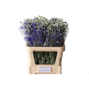 Delphinium Volkerfrieden 80cm