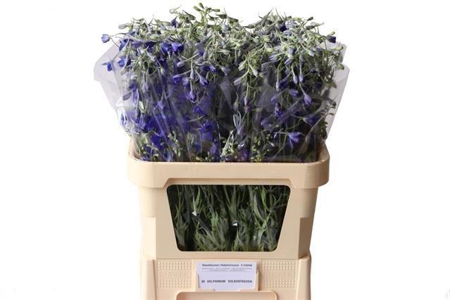 <h4>Delphinium Volkerfrieden 80cm</h4>
