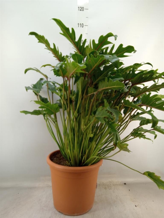 <h4>Philodendron xanadu</h4>