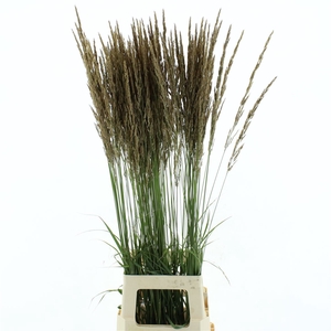 Miscanthus Silberspinne