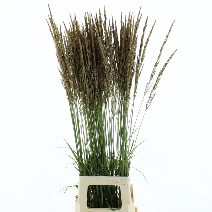<h4>Miscanthus Silberspinne</h4>