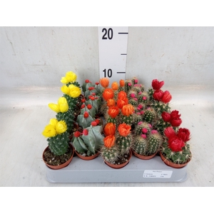 Cactus   ...decorated