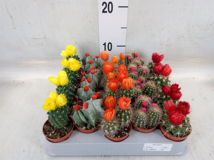 <h4>Cactus   ...decorated</h4>