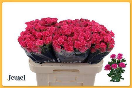 <h4>R Tr Lianne</h4>