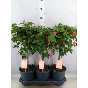 Abutilon  'Red Trumpet'