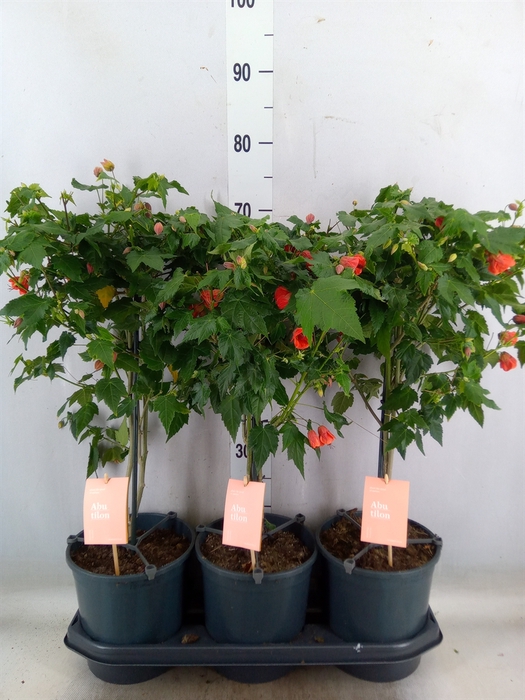 <h4>Abutilon  'Red Trumpet'</h4>