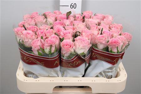 <h4>R Gr Seductive</h4>