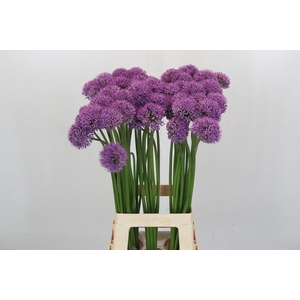 Allium Gladiator