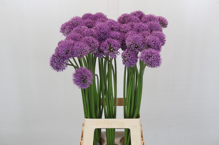 <h4>Allium Gladiator</h4>