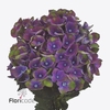 Hydrangea mag charlotte blue