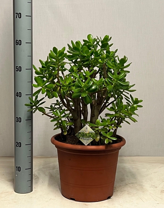 <h4>CRASS OVATA</h4>