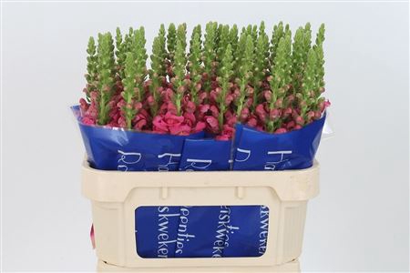 <h4>Antir Antibes Rose</h4>