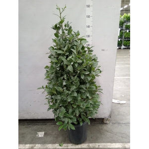 Laurus nobilis