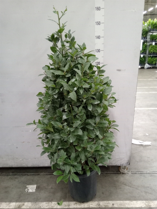<h4>Laurus nobilis</h4>