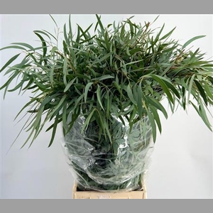 Euca Dominichina 300gr Pbs