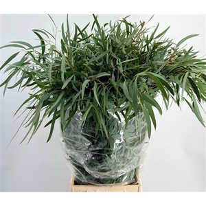 Euca Dominichina 400gr Pbs