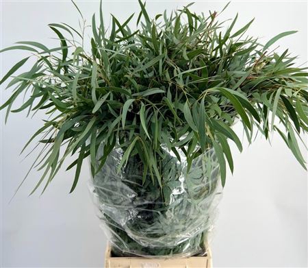 <h4>Euca Dominichina 300gr Pbs</h4>