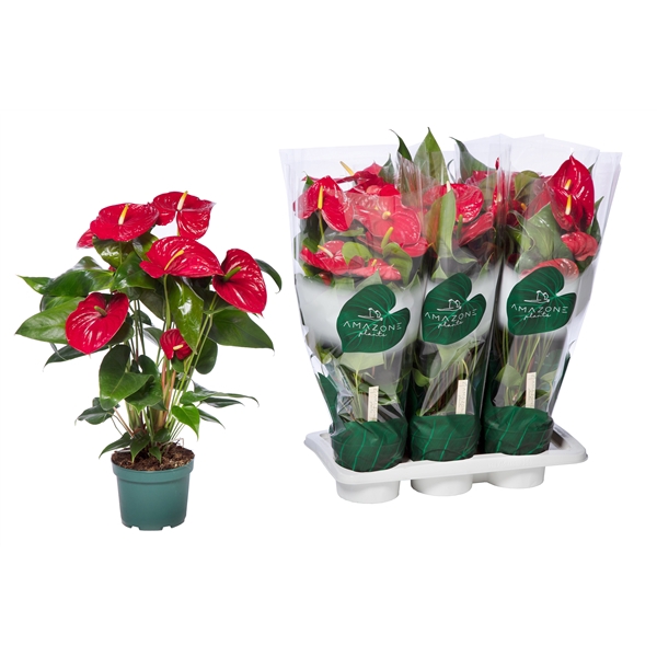 <h4>Anthurium Andreanum Grp Nevada</h4>