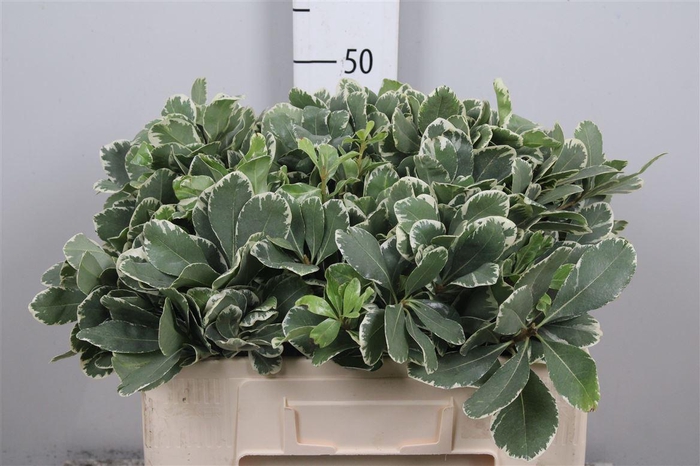 <h4>Pittosp To Ilan</h4>