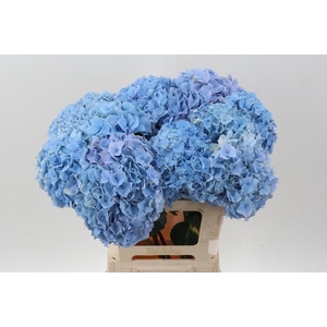 Hydr M Ch Challen Bl