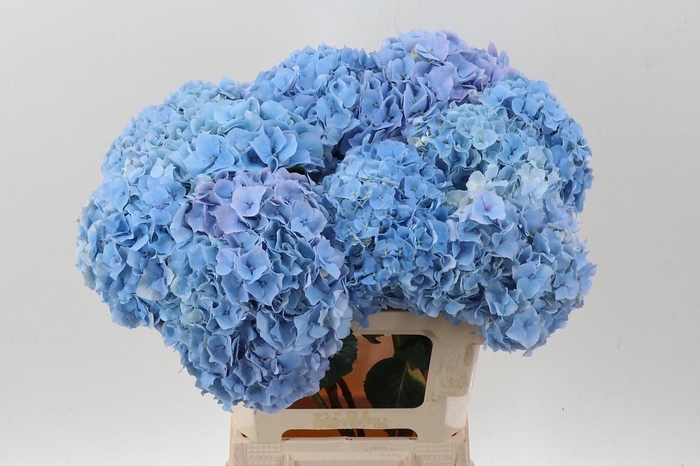 <h4>Hydr M Ch Challen Bl</h4>