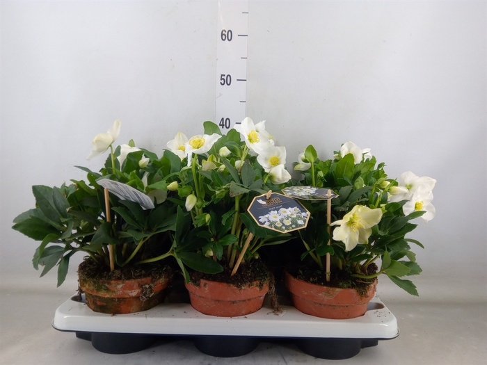<h4>Helleborus niger 'Diva'</h4>