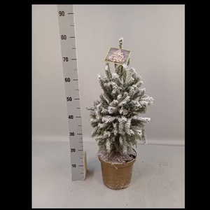 PICEA GL SUPER GREEN