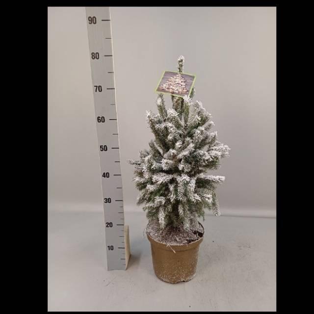 <h4>PICEA GL SUPER GREEN</h4>