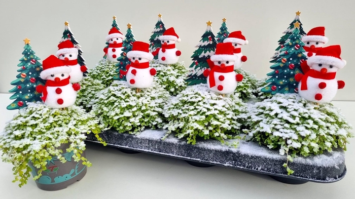 <h4>SOLEI SOL AUREA</h4>