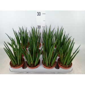 Sansevieria bacularis