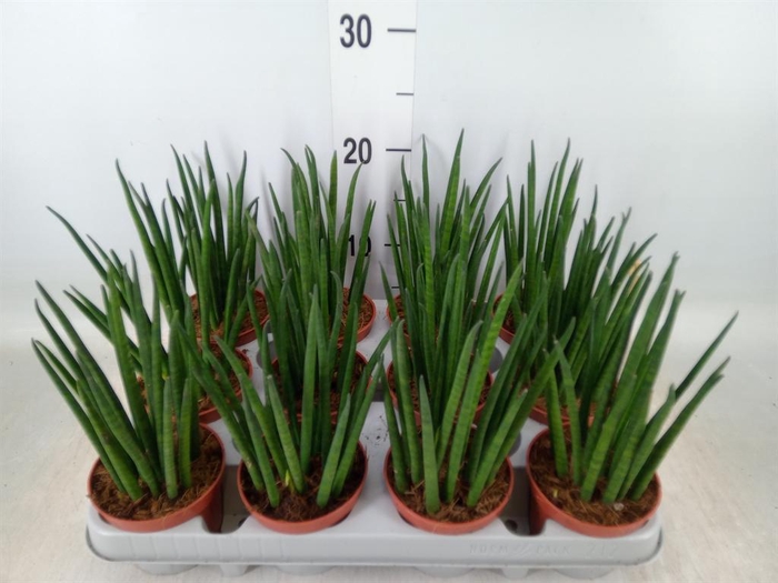 <h4>Sansevieria bacularis</h4>