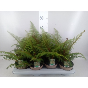 Cyathea tomentosissima