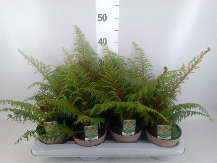 <h4>Cyathea tomentosissima</h4>