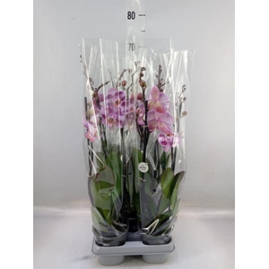 Phalaenopsis   ...mix