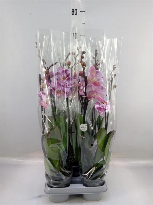 <h4>Phalaenopsis ...mix</h4>