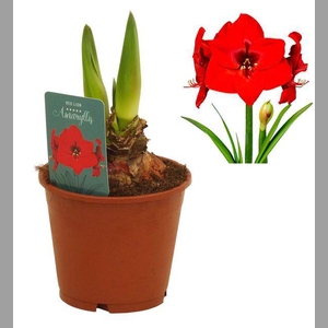 HIPPEASTRUM RED LION REGULAR ASSORT