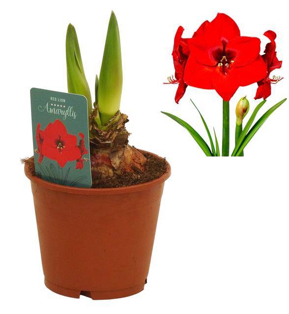 <h4>HIPPEASTRUM RED LION REGULAR ASSORT</h4>