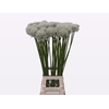 Allium Mount Everest