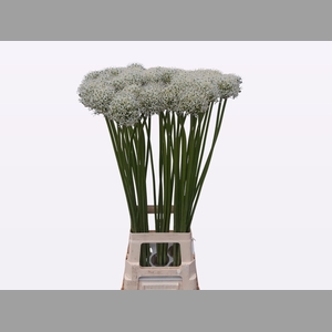ALLIUM MOUNT EVEREST