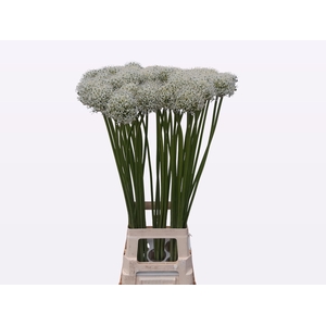 ALLIUM MOUNT EVEREST